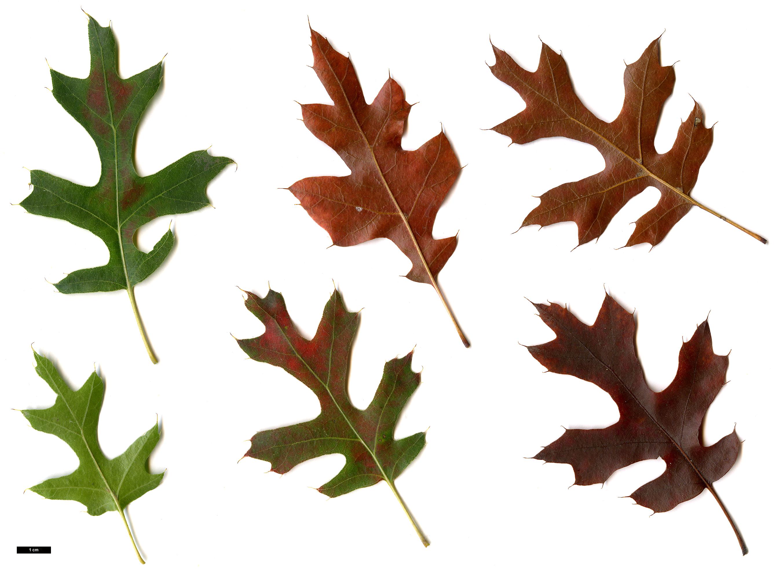 High resolution image: Family: Fagaceae - Genus: Quercus - Taxon: ×sternbergii (Q.buckleyi × Q.shumardii)